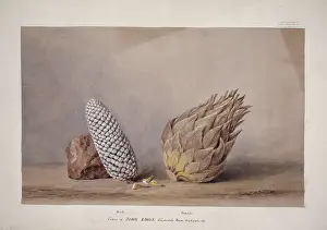 Highgate: Dioon edule, chestnut dioon