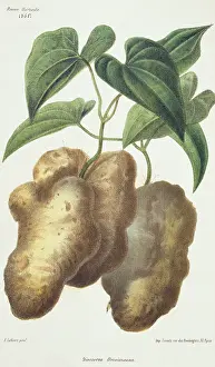 Dioscorea: Dioscorea decaisneana, yam