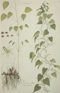 Villosa: Dioscorea villosa, wild yam