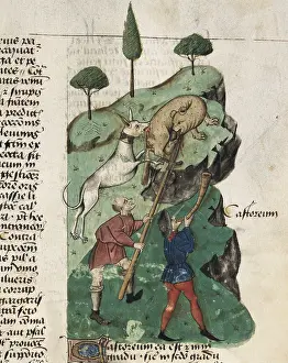 Modena: Dioscorides, Pedanius (40-c.70). The beaver hunting