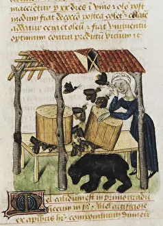 Modena: Dioscorides, Pedanius (40-c.70). Picking honey