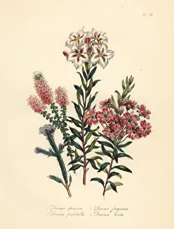 Humphreys: Diosma or Agathosma species