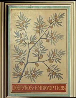 Ebony: Diospyros embryopteris