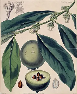 Ebony: Diospyros sp. ebony tree