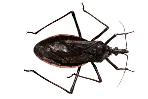 Triatominae: Dipetalogaster maxima, triatomine bug