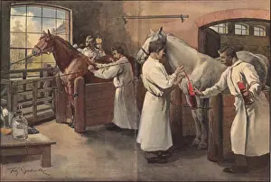 Behring: Diphtheria antitoxin was made by inoculating ?