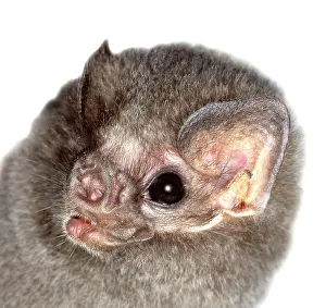 Chiroptera: Diphylla ecaudata, hairy-legged vampire bat