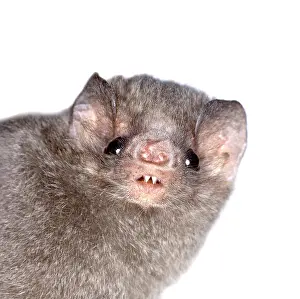 Chiroptera: Diphylla ecaudata, hairy-legged vampire bat