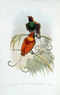 Hybrid: Diphyllodes magnificus x Cicinnurus regius, magnificent x ki