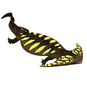 Markings: Diplocaulus amphibian, side profile