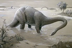 Neave: Diplodocus
