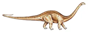 Sauropoda: Diplodocus