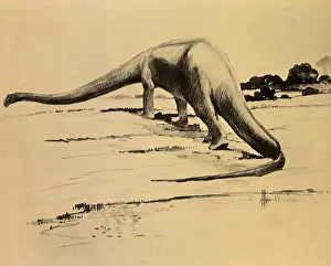 Longest: Diplodocus