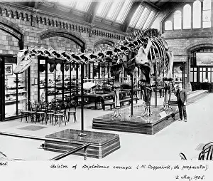 Carnegie: Diplodocus carnegiei, 1905