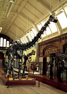 Sauropoda: Diplodocus carnegiei