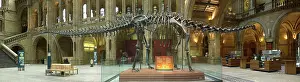 Carnegie: Diplodocus carnegiei