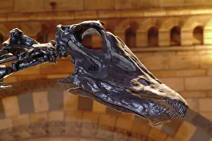 Carnegie: Diplodocus carnegiei