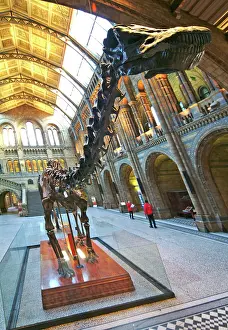 Carnegie: Diplodocus carnegiei