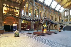 Carnegie: Diplodocus carnegiei
