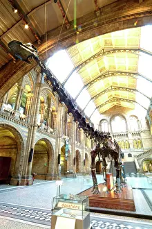 Carnegie: Diplodocus carnegiei