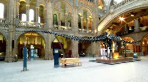Carnegie: Diplodocus carnegiei