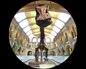 Carnegie: Diplodocus carnegiei