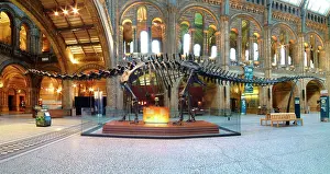 Carnegie: Diplodocus carnegiei