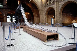 Sauropoda: Diplodocus carnegiei