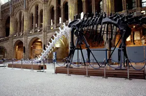 Sauropoda: Diplodocus carnegiei