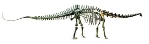 Carnegie: Diplodocus carnegiei