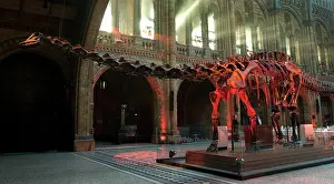 Articulated: Diplodocus carnegiei, diplodocus