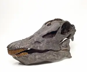 Sauropoda: Diplodocus carnegiei skull