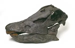 Sauropoda: Diplodocus carnegiei skull
