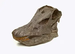 Sauropoda: Diplodocus carnegiei skull