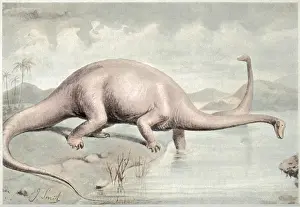 Carnegii: DIPLODOCUS CARNEGII