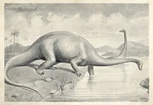 Carnegii: Diplodocus carnegii