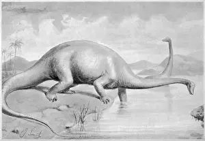 Dinosaurs: DIPLODOCUS CARNEGII