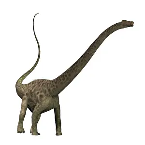 Terrible: Diplodocus dinosaur