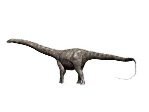 Longus: Diplodocus dinosaur