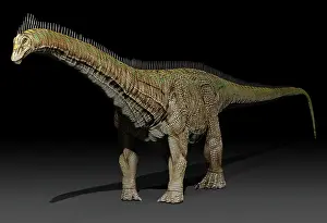Longus: Diplodocus dinosaur