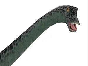 Longus: Diplodocus dinosaur head