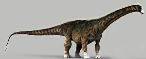 Longus: Diplodocus dinosaur, side view on gray background