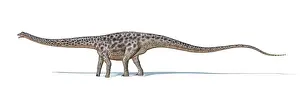 Markings: Diplodocus dinosaur on white background
