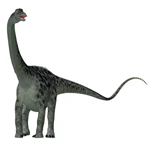 Longus: Diplodocus dinosaur, white background