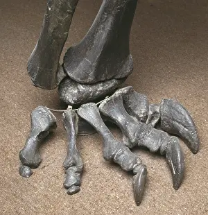 Sauropoda: Diplodocus foot