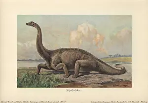 Harder: Diplodocus is a genus of extinct diplodocid