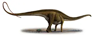 Longus: Diplodocus longus, a prehistoric era dinosaur