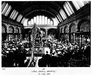 Carnegie: Diplodocus presented to the museum, 1905