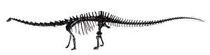 Sauropoda: Diplodocus skeleton