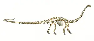 Sauropoda: Diplodocus skeleton
